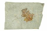 Fossil Fern Leaf (Onoclea) - Montana #270966-1